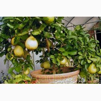 Продам растения Цитрон (комнатное растение) и много других растений (опт от 1000 грн)