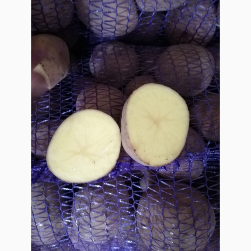 Фото 3. Продам товарный картофель