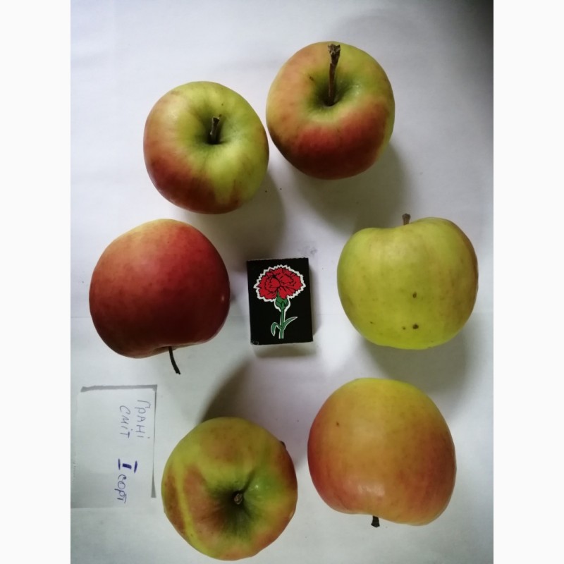 Фото 5. Срочно продам яблоки разных сортов и сок натуральнный от производителя