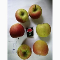 Срочно продам яблоки разных сортов и сок натуральнный от производителя