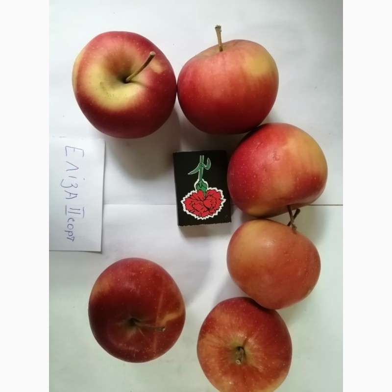 Фото 7. Срочно продам яблоки разных сортов и сок натуральнный от производителя