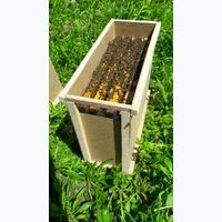 Продам бджолопакети та плідні мічені матки(карпатка)