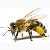 Продам бджолопакети до 1-го травня