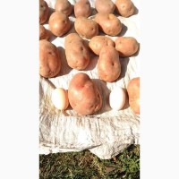 Продам домашню картоплю, сорти Белароза, Рів#039;єра, Роко, Бернадете