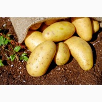 Продовольча та насіннєва картопля селекції Інституту картоплярства