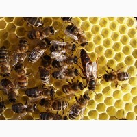Продам бджоло сімї та/або бджолопакети