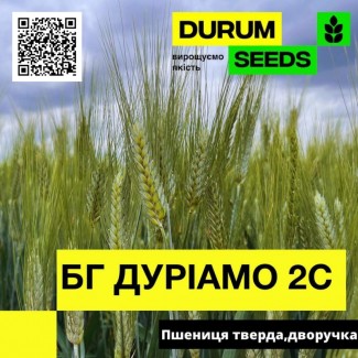 Насіння пшениці БГ Дуріамо 2С / BG Duriamo 2S (дворучка / тверда) Durum Seeds