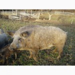Продам свині породи мангал