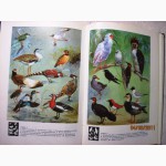 Винокуров А.А. Редкие птицы мира. 1987г