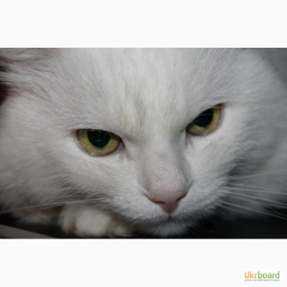 Продам белых аногрских котят