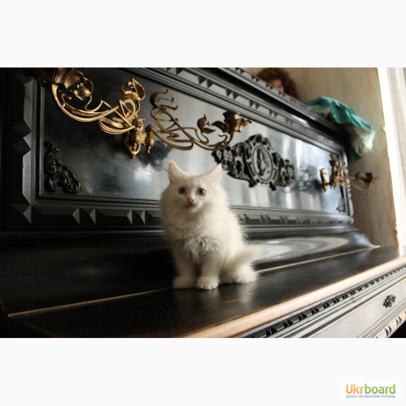 Фото 3. Продам белых аногрских котят