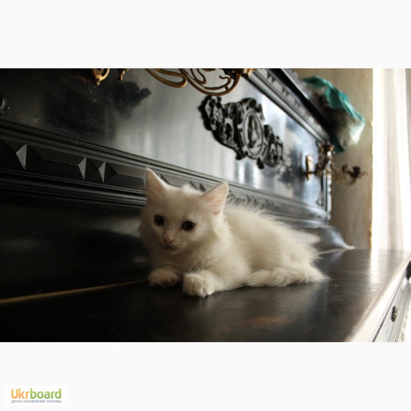 Фото 4. Продам белых аногрских котят