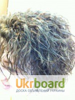 Фото 3. Биозавивка волос Мосса, био-завивка на волос, биозавивка Mossa, мастер к Вам на дом