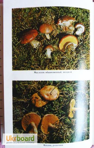 Фото 10. Всё о съедобных грибах. Авторы: Козак В.Т., Козьяков С.Н. Лот 3