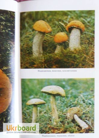 Фото 6. Всё о съедобных грибах. Авторы: Козак В.Т., Козьяков С.Н. Лот 3