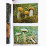 Всё о съедобных грибах. Авторы: Козак В.Т., Козьяков С.Н. Лот 3