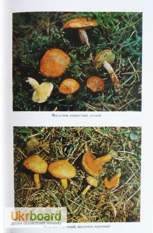 Фото 9. Всё о съедобных грибах. Авторы: Козак В.Т., Козьяков С.Н. Лот 3