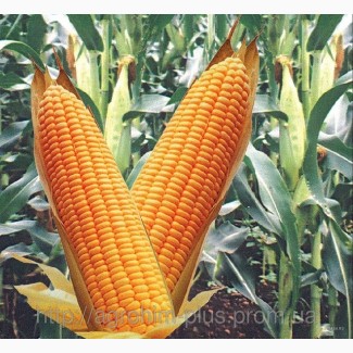Постійно закуповуєм кукурудзу, вологу кукурудзу, відходи кукурудзи