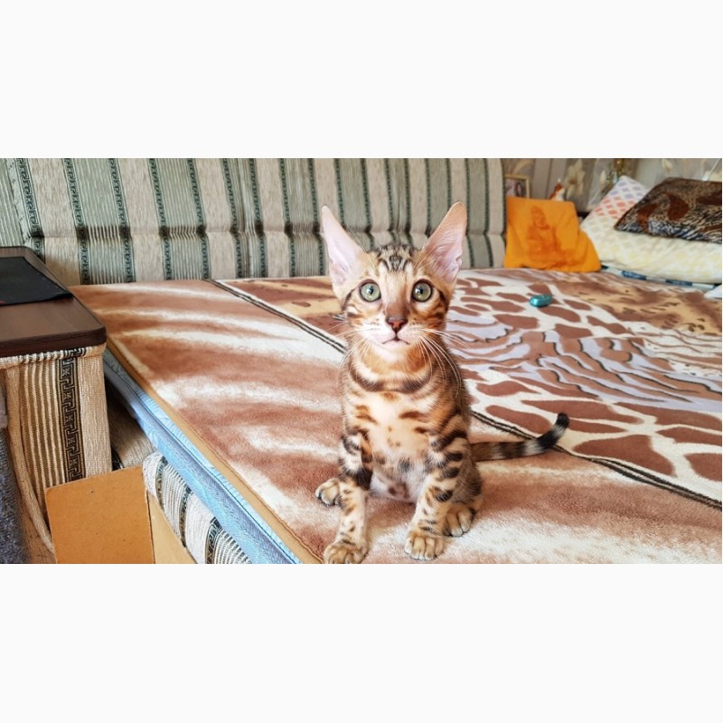 Фото 2/3. Купить кота бенгальской породы