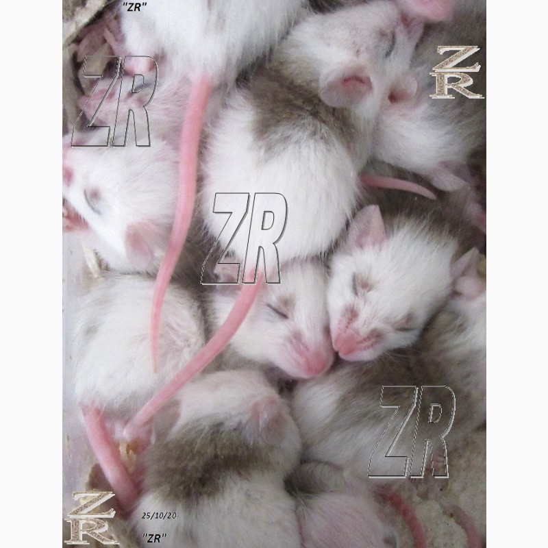 Фото 2. Кормовые крысята - Мастомис или Натальная крыса (Mastomys natalensis)