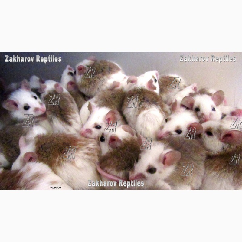 Фото 5. Кормовые крысята - Мастомис или Натальная крыса (Mastomys natalensis)