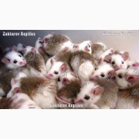 Кормовые крысята - Мастомис или Натальная крыса (Mastomys natalensis)