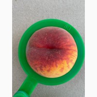 ОПТОВИЙ продаж персика з саду : ранній, середній, пізній.Самовивіз 70-80т