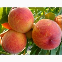ОПТОВИЙ продаж персика з саду : ранній, середній, пізній.Самовивіз 70-80т