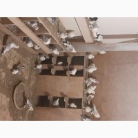 Продам голубів сатинетів