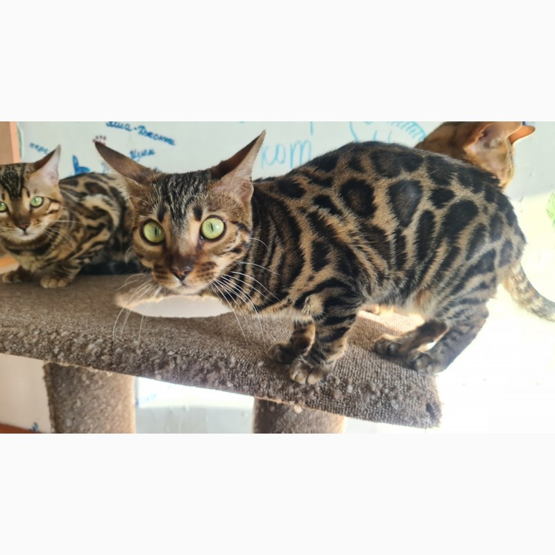 Фото 15. Продам бенгальских котят и кошку. Доставка по Украине