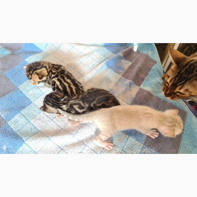Фото 17. Продам бенгальских котят и кошку. Доставка по Украине