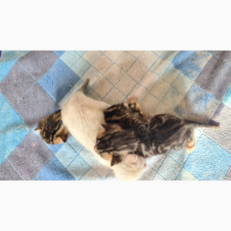 Фото 5. Продам бенгальских котят и кошку. Доставка по Украине