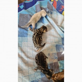 Продам бенгальских котят и кошку. Доставка по Украине