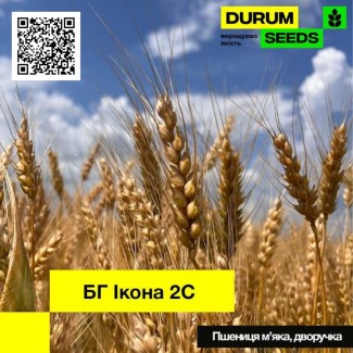 Насіння пшениці БГ Икона 2С / BG Ikona 2S (дворучка / остиста) Durum Seeds