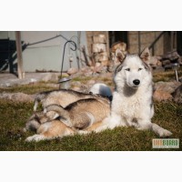Сибирский хаски щенок продам