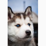 Сибирский хаски щенок продам