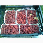 Продам ягоди малини