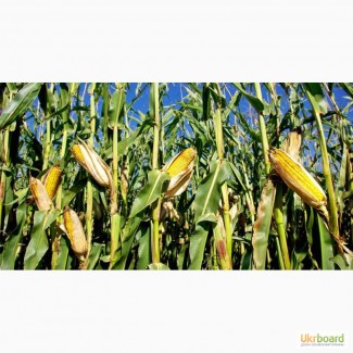 Насіння кукурудзи від виробника