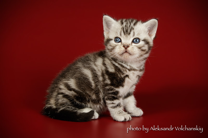 Фото 6. Американская короткошерстная. Котята