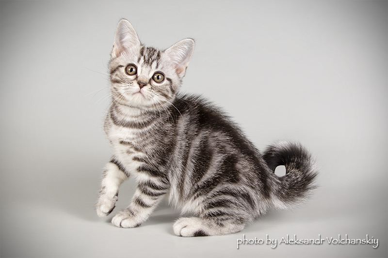Фото 7. Американская короткошерстная. Котята