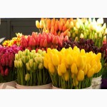 Продам тюльпаны оптом и в розницу на 8-е марта, цветы, купить тюльпаны Донецк
