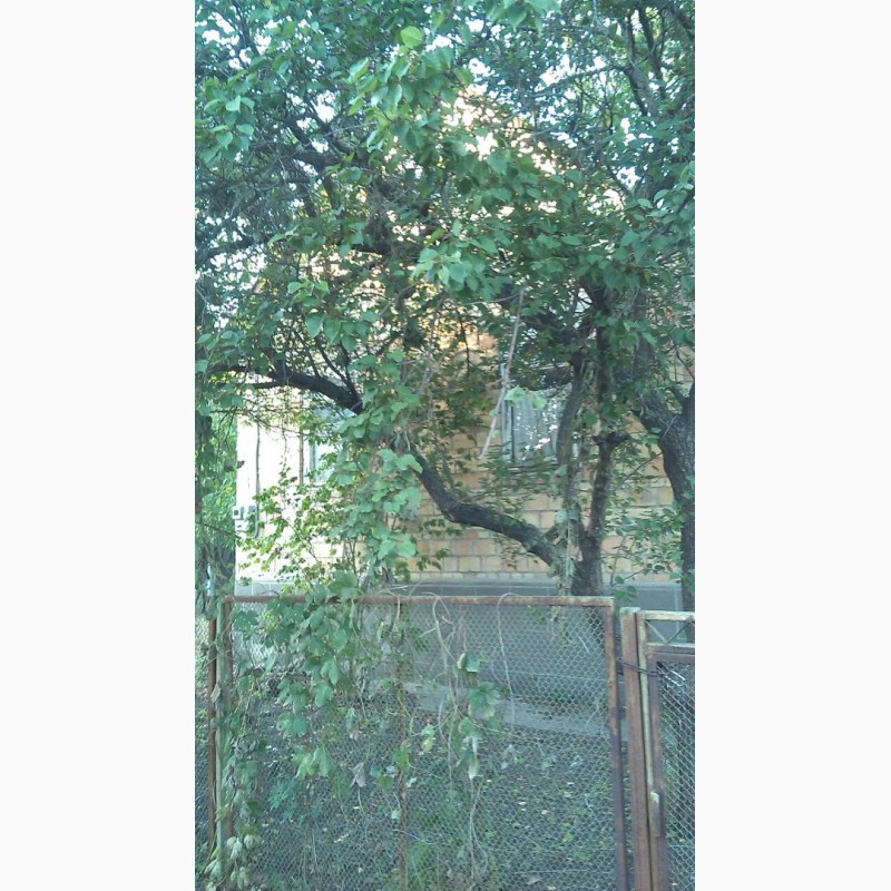 Фото 2. Ст.м. Осокорки. Участок 5, 24 сотки, фруктовые деревья