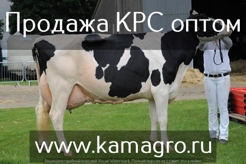 Высокопродуктивный скот молочного направления оптом по РФ и СНГ