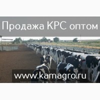Высокопродуктивный скот молочного направления оптом по РФ и СНГ