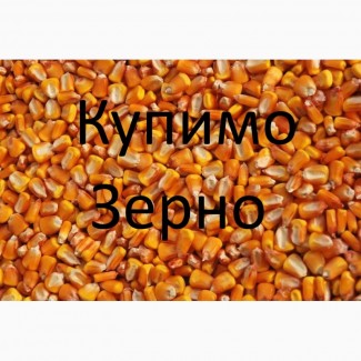 Постійно закуповуємо зерно кукурудзи по Рівненській області