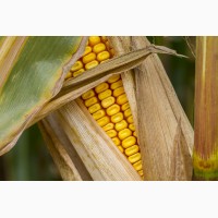 Продам материал для посева (кукуруза, подсолнечник)