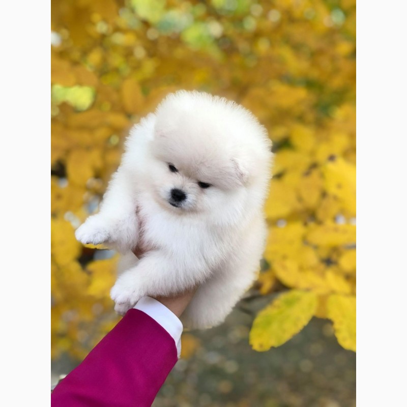 Фото 2. Pomeranian puppy for sale