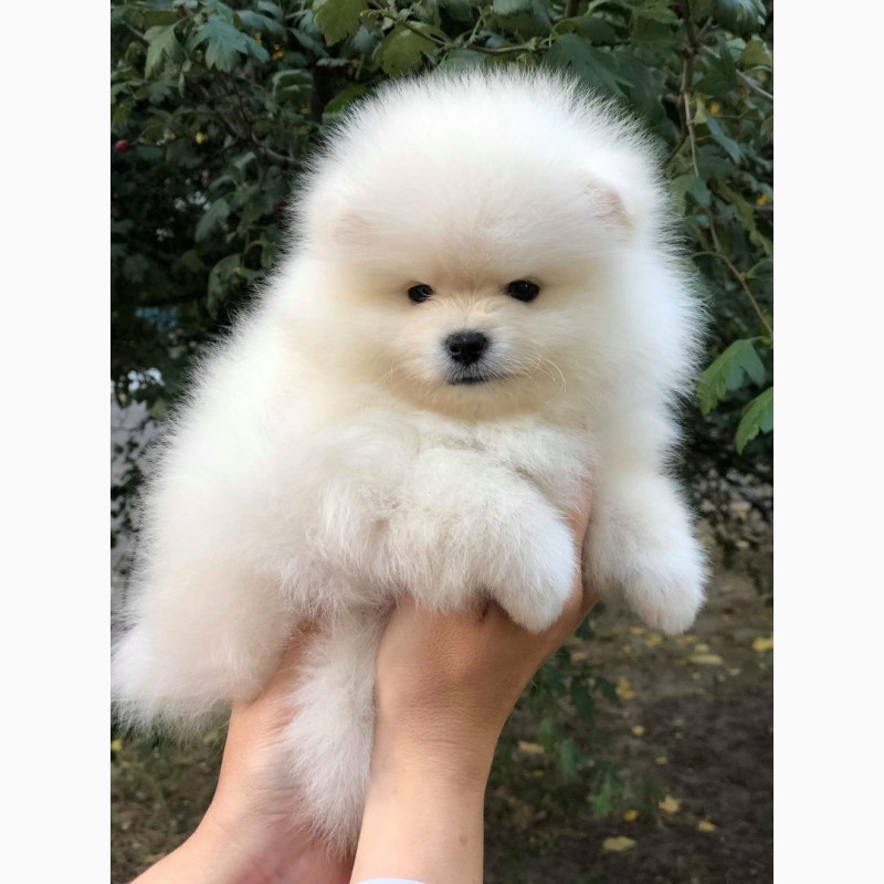 Фото 3. Pomeranian puppy for sale