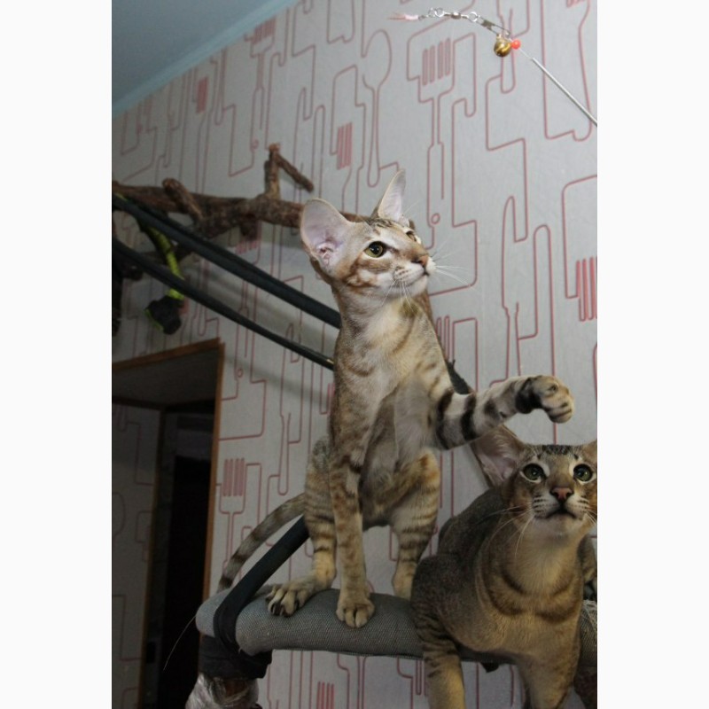 Фото 7. Ориентальные котята от родителей чемпионов