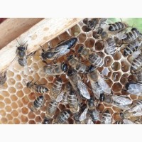 Плідні матки/ бджоломатки / молоді пчеломатки/ карпатки